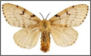 Flighted Spongy Moth Complex 